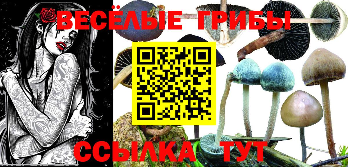 Галлюциногенные грибы Psilocybe  Рузаевка 